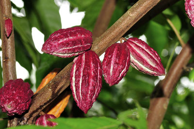 Close-up of red flowering plant