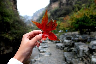 Close-up of hand holding maple leaf during autumn