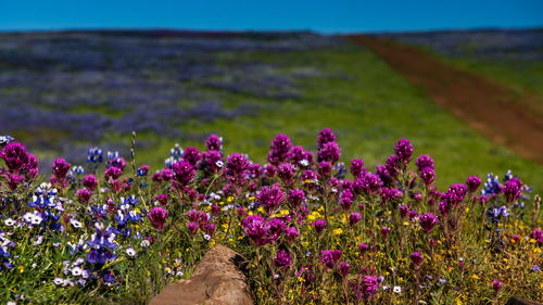 Close-up of purple flowering plants on field