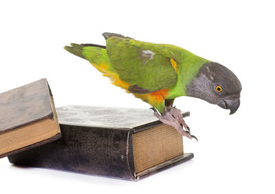 Close-up of senegal parrot perching on book against white background