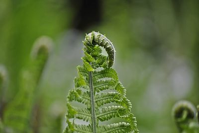 Close-up of fern leaf