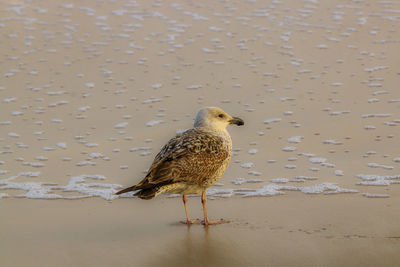 Close-up of seagull on sand