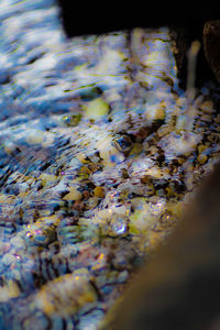 Close-up of insect on water