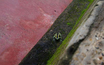 High angle view of poison dart frog on a patio