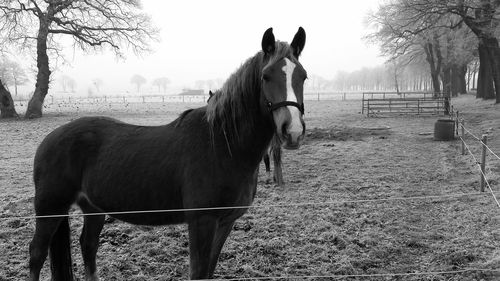 Horse standing in field