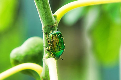 Close-up of insect on plant