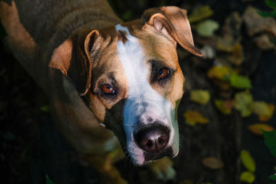 Close-up portrait of a dog against autumn background