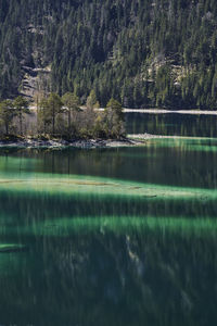 Scenic view of lake in forest