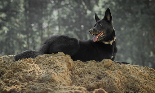 Black dog looking away