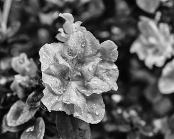 Close-up of wet flower blooming outdoors