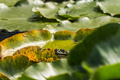 Close-up of lizard on leaves
