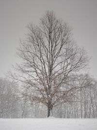 Bare trees on snow covered landscape