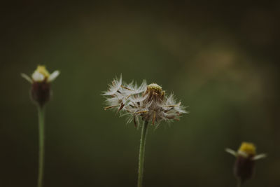 Close-up of wilted flower