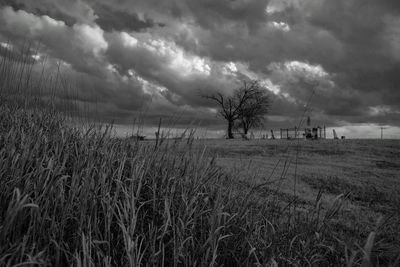 Trees on field against storm clouds