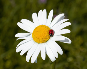Close-up of insect on daisy