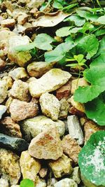 Close-up of plants
