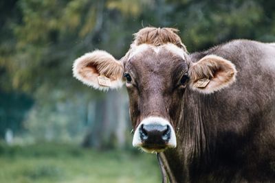 Portrait of cow