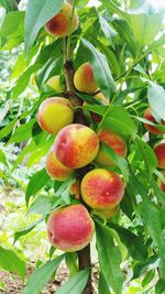 Close-up of fruits growing on tree