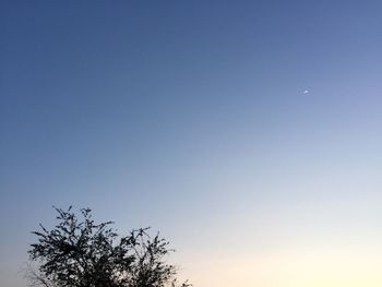 Low angle view of tree against clear blue sky