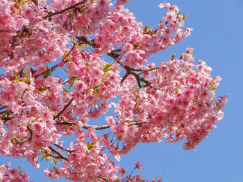 Low angle view of pink cherry blossoms in spring