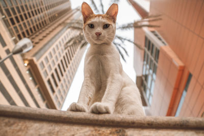 Portrait of cat sitting outdoors