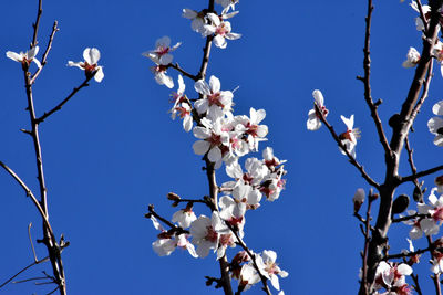 Low angle view of cherry blossoms against clear sky