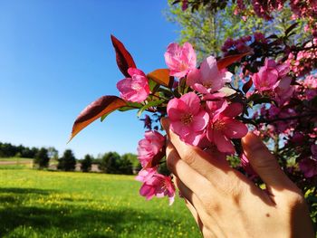 Low angle view of pink flowering plant