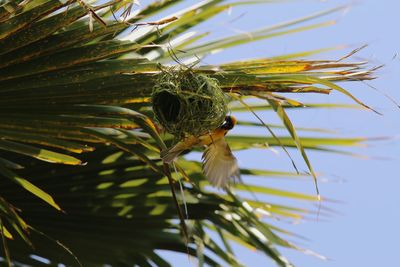 Close-up of insect on plant