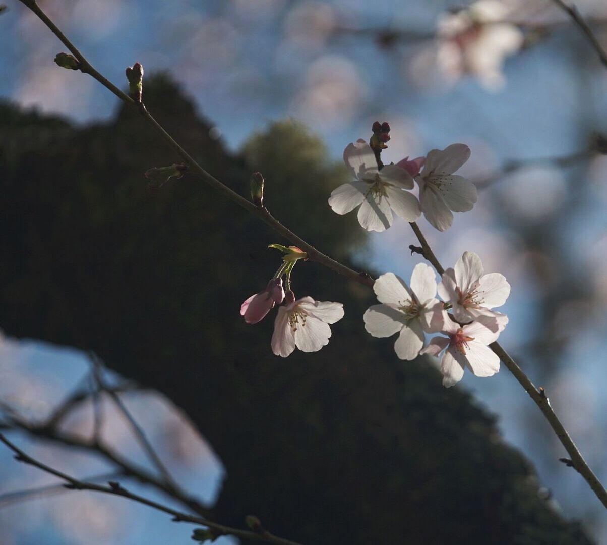 flower, fragility, white color, growth, tree, beauty in nature, nature, petal, freshness, branch, blossom, twig, day, springtime, apple blossom, focus on foreground, no people, flower head, outdoors, close-up, plum blossom, blooming