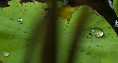 Close-up of water drops on leaf