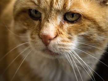 Close-up portrait of cat