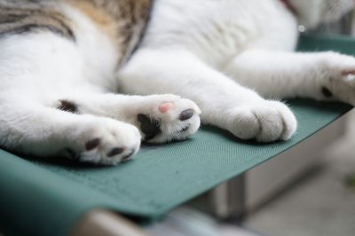 Close-up of cat sleeping