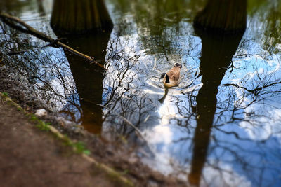 View of ducks swimming in lake