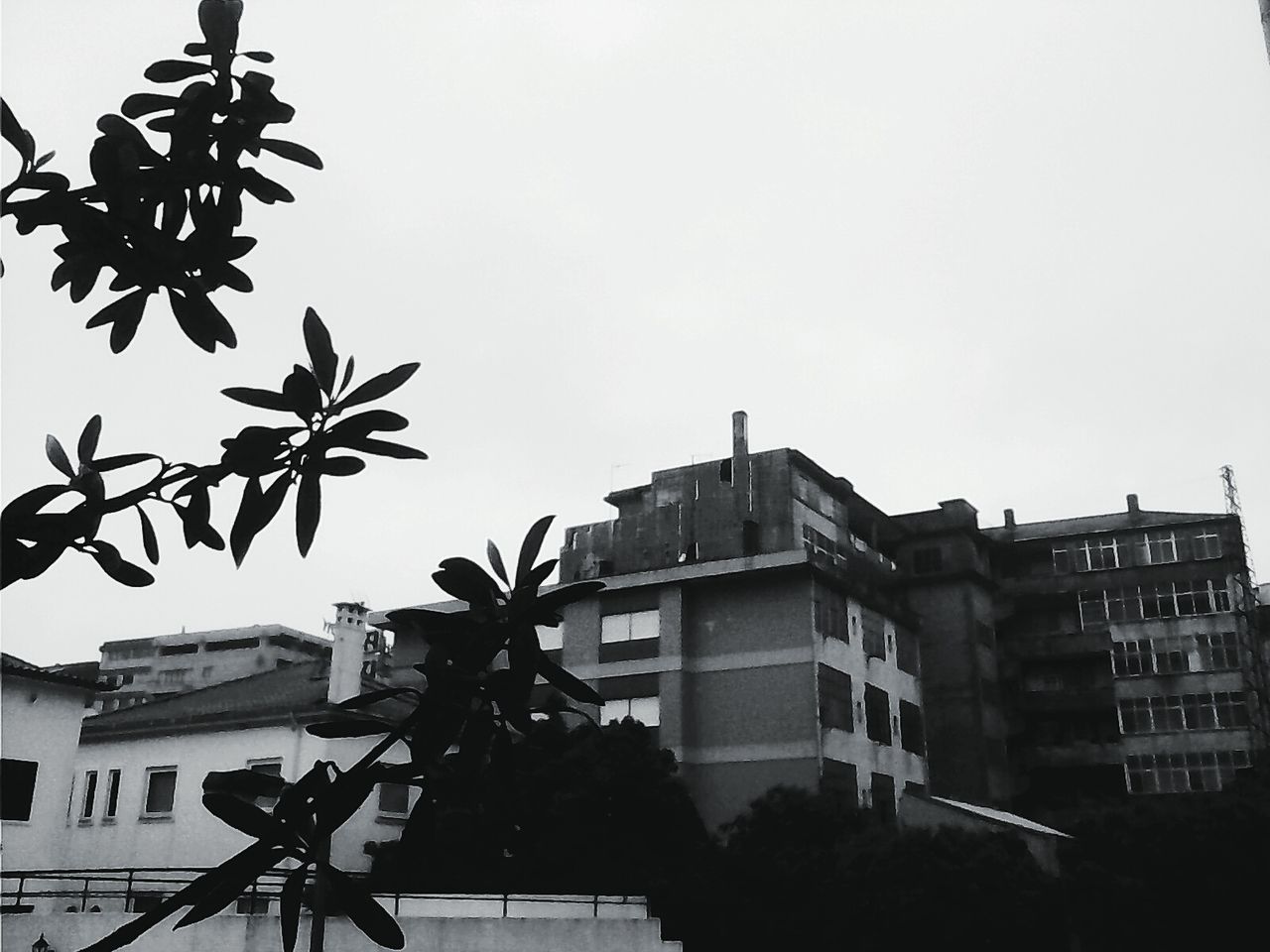 building exterior, architecture, built structure, clear sky, copy space, residential building, residential structure, low angle view, city, house, tree, building, residential district, outdoors, day, no people, sky, growth, window, branch