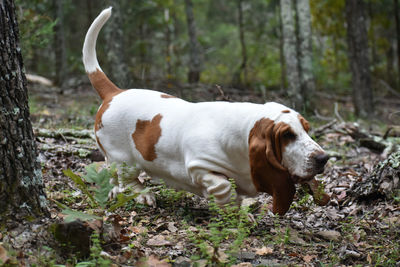 Dog looking away in forest