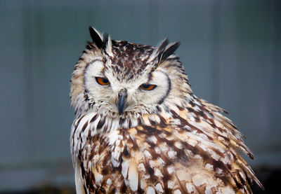 Close-up of owl