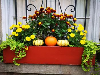 Flower pot on potted plant against wall