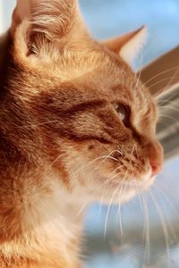 Orange tabby cat looking out the window