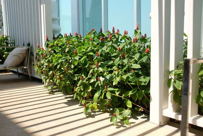 Potted plants on window