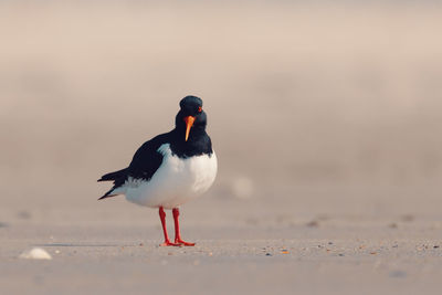 Close-up of bird perching on the beach