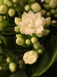 Close-up of white flowering plant