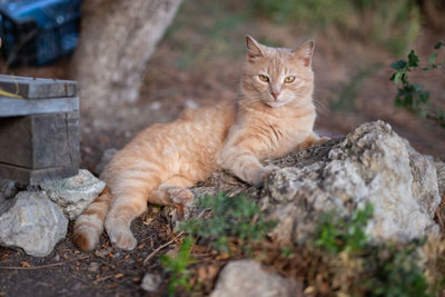 Portrait of cat sitting outdoors