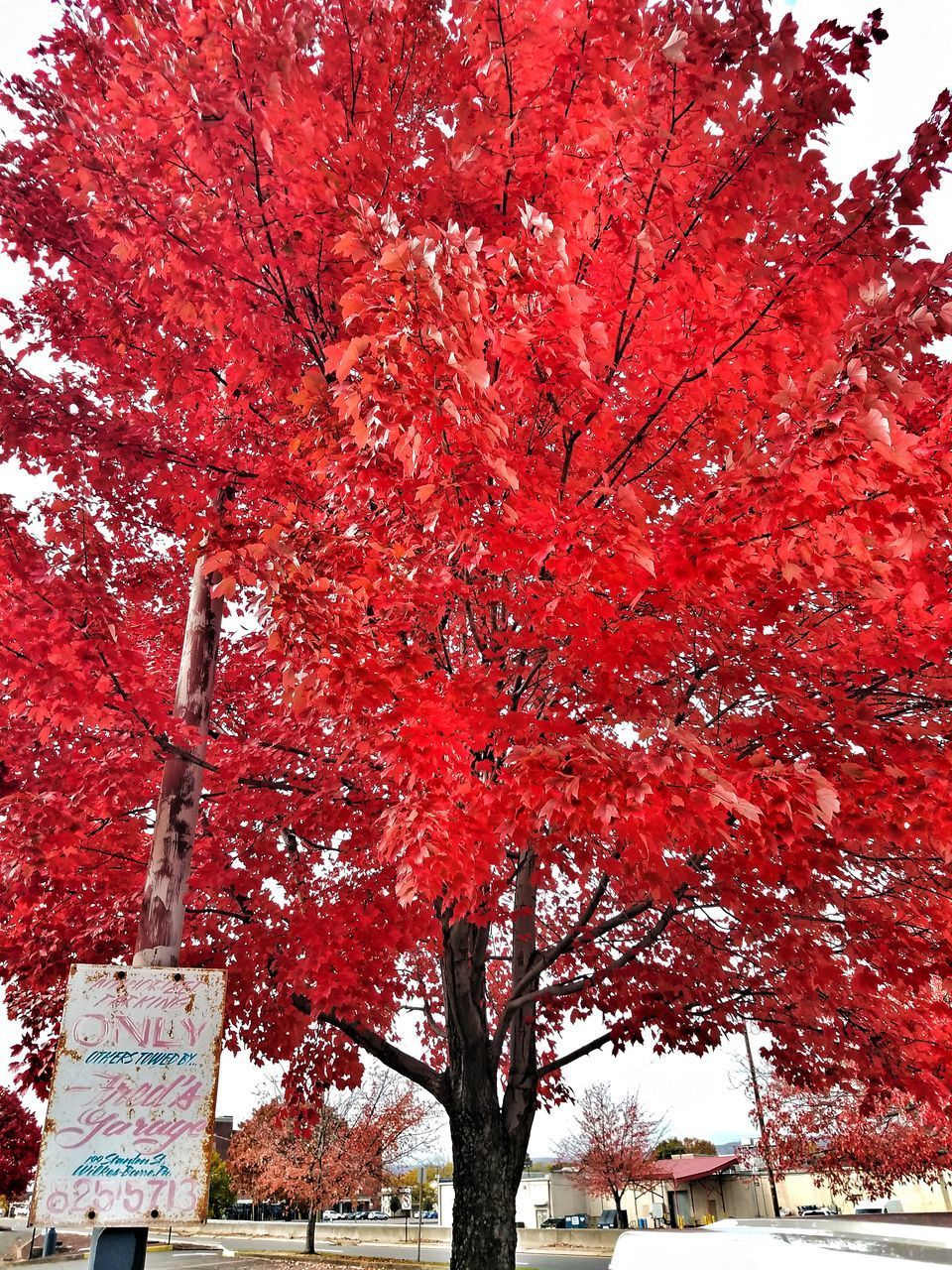 LOW ANGLE VIEW OF TREE AGAINST RED AUTUMN TREES