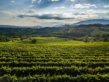 High angle view of vineyard