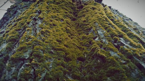 Low angle view of moss on tree