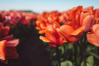 Close-up of red tulip