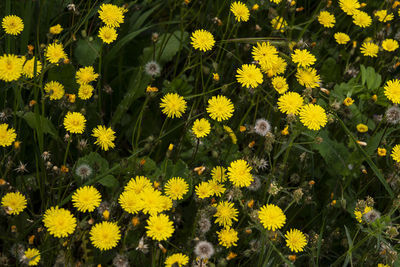 Close-up of yellow daisy flowers on field