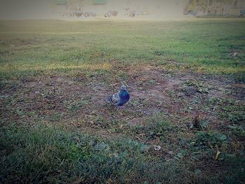 High angle view of bird on land