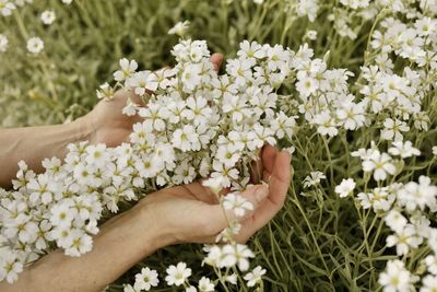 Close-up of hand touching white flowering plants