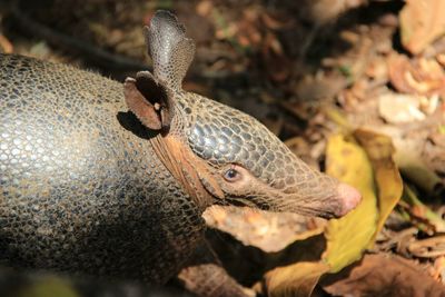 Close-up of armadillo